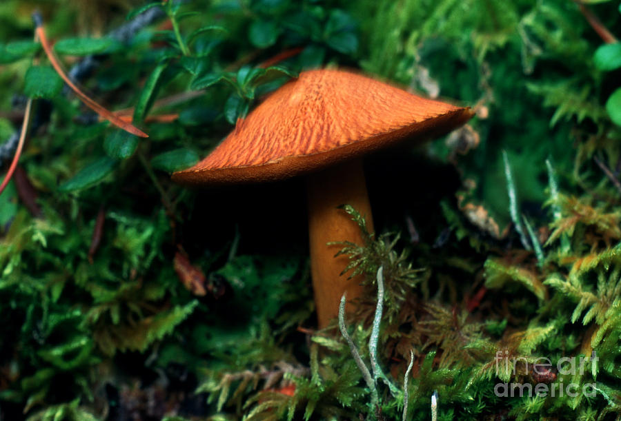 Mushroom 3 Photograph by Terry Elniski