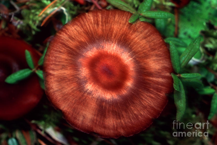 Mushroom 4 Photograph by Terry Elniski