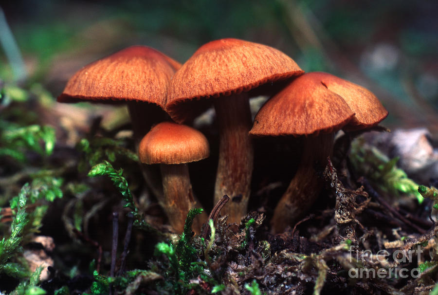 Mushroom 5 Photograph by Terry Elniski