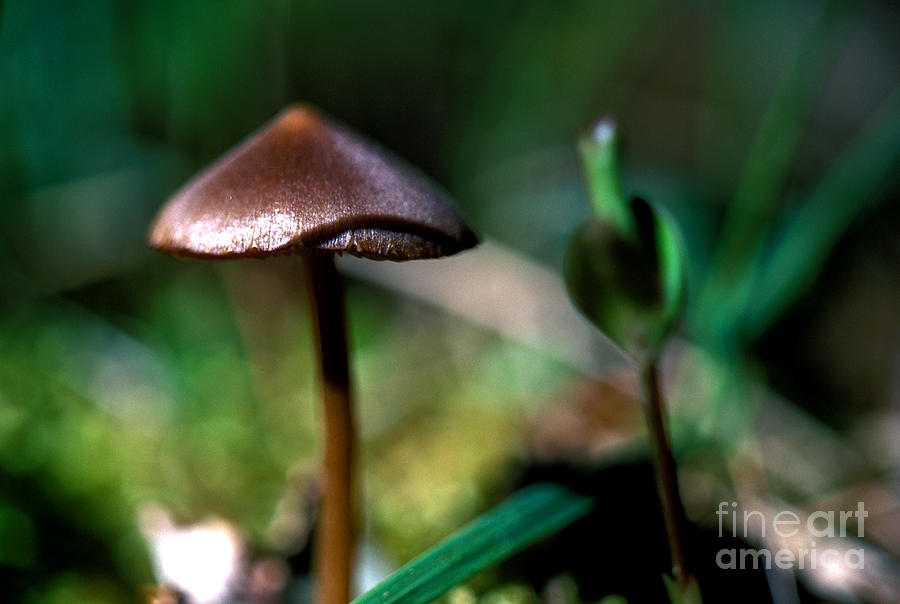 Mushroom 6 Photograph by Terry Elniski
