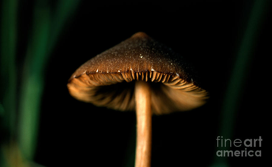 Mushroom 7 Photograph by Terry Elniski