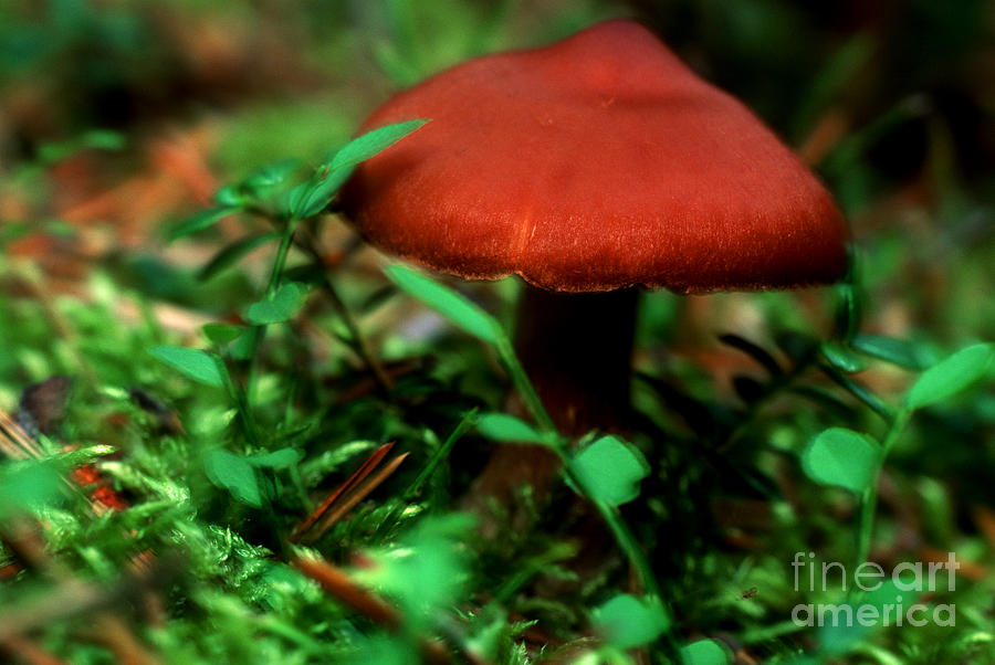 Mushroom 9 Photograph by Terry Elniski
