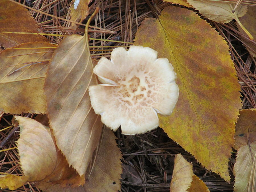 Mushroom and Autumn Leaves Photograph by Loretta Pokorny