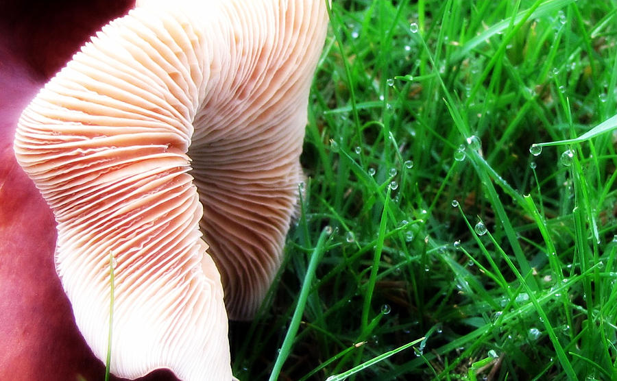 Mushroom And Dewdrops Photograph