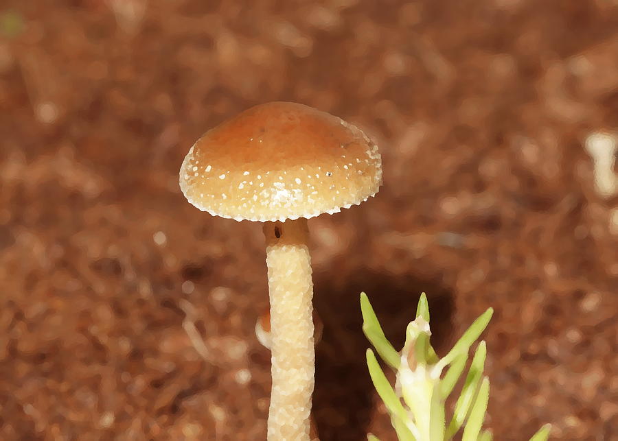 Mushroom Photograph by Arik S Mintorogo