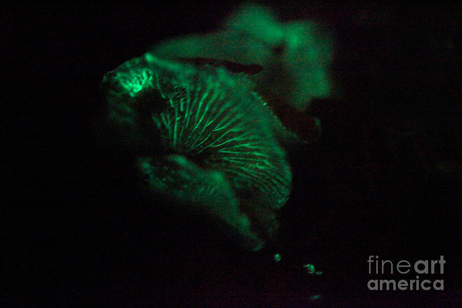 Mushroom Photograph - Mushroom Bioluminescence by Ted Kinsman