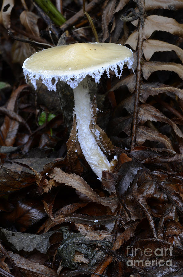 Mushroom Photograph - Mushroom  by Bob Christopher