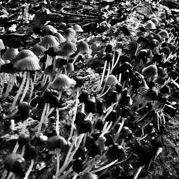 Mushroom Photograph - #mushroom by Brent Eastman