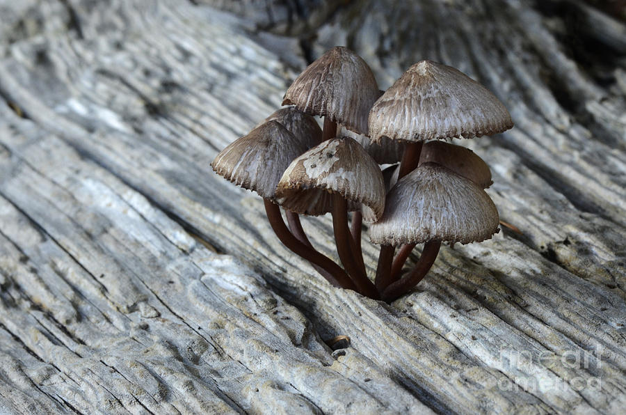 Mushroom Cluster 2 Photograph by Bob Christopher