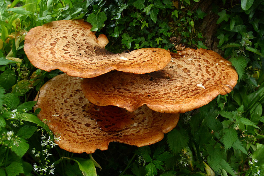 Mushroom Cluster Photograph by Aidan Moran