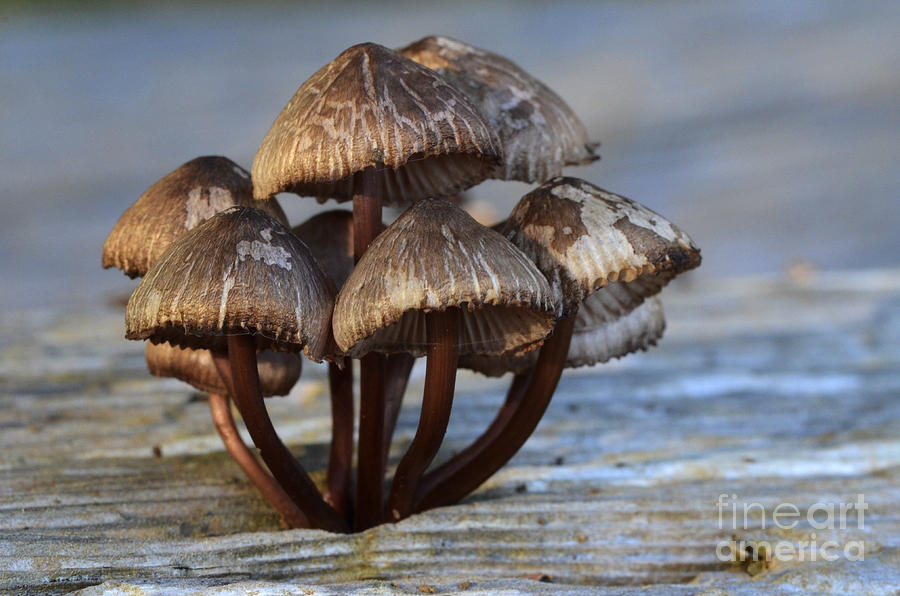 Mushroom Photograph - Mushroom Cluster by Bob Christopher