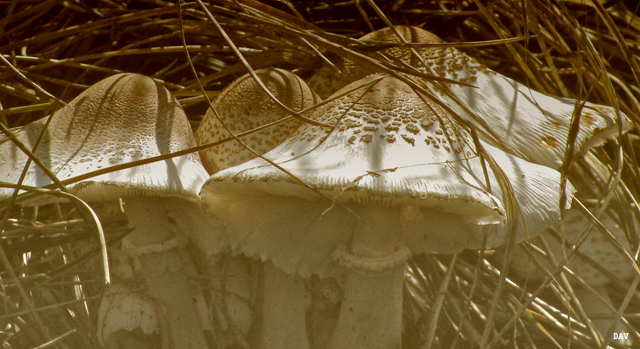 Mushroom Cluster  Photograph by Debra     Vatalaro