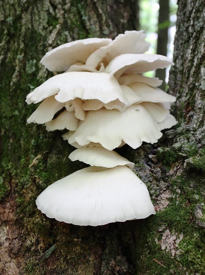 Mushroom Photograph - Mushroom cluster by Pat Purdy