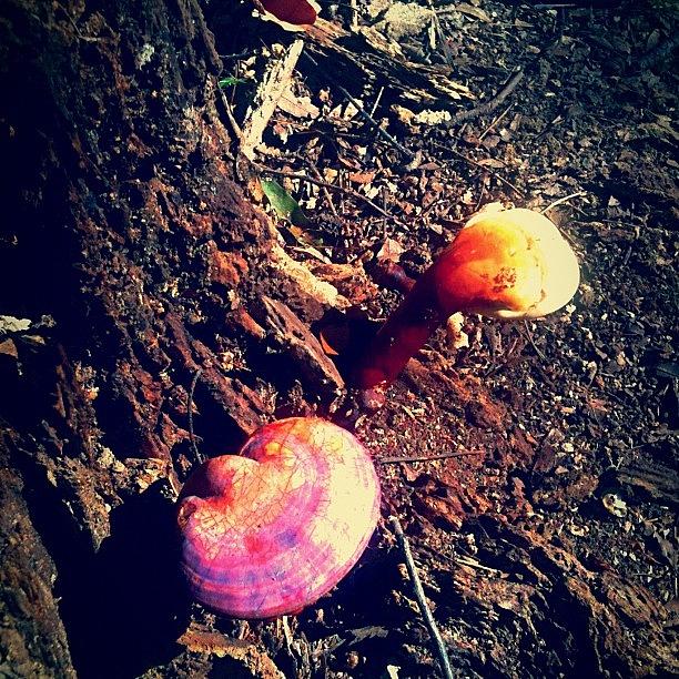 Mushroom Photograph - #mushroom #discgolf by Brent Eastman