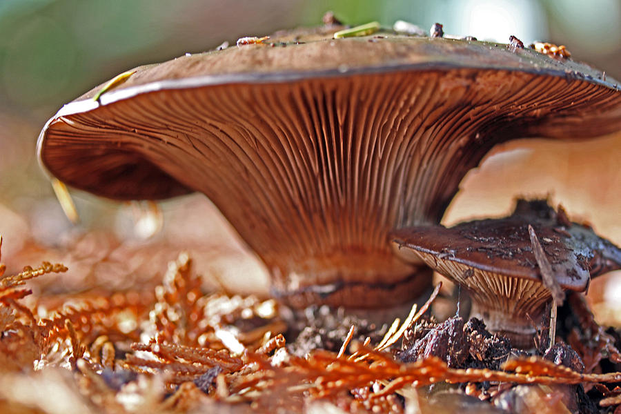 Mushroom Display Photograph by Marie Jamieson
