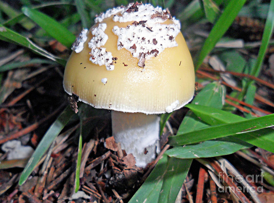 Mushroom Photograph by Doris Blessington