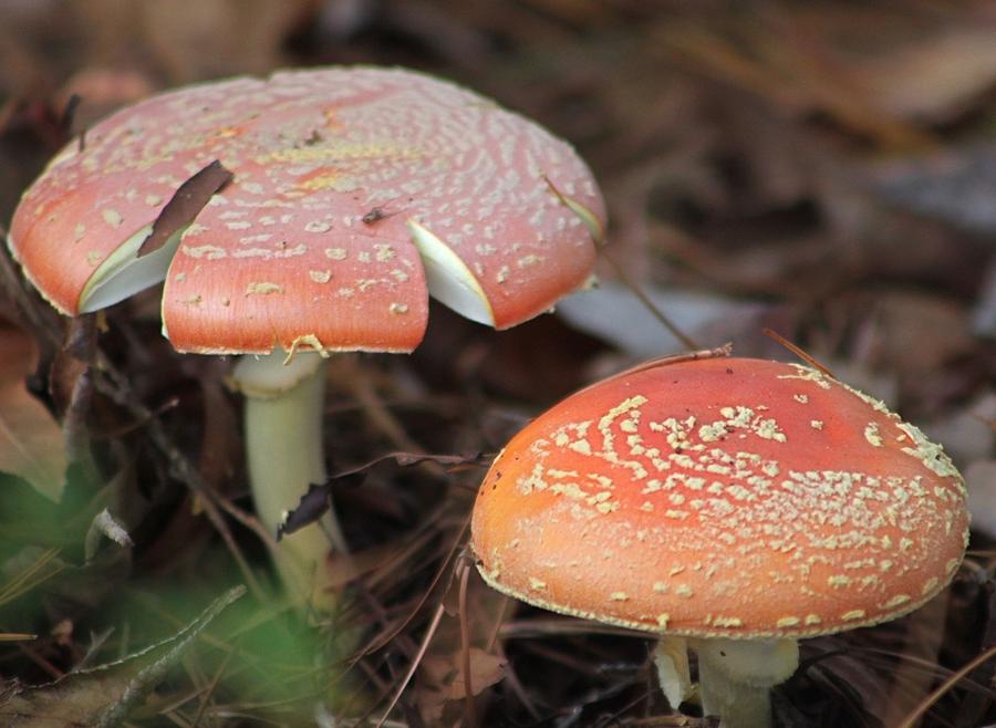 Mushroom Duo Photograph by Jeanne Juhos