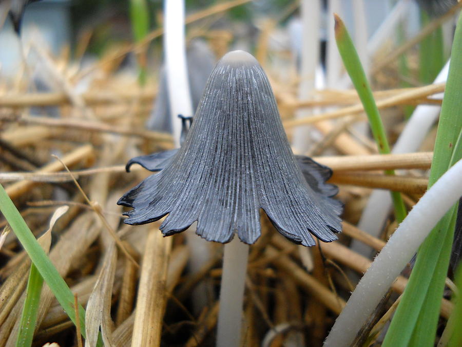 Mushroom Fairy Long Hair Photograph by Kent Lorentzen
