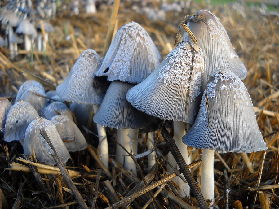 Mushroom Family Photograph by Kent Lorentzen