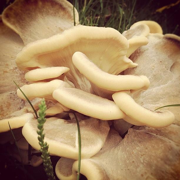 Summer Photograph - #mushroom #fungi #fungus #nature #earth by Shannon Ferguson