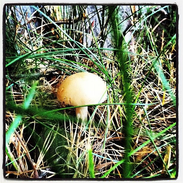 Mushroom Photograph - #mushroom #garden by Jay Homburger