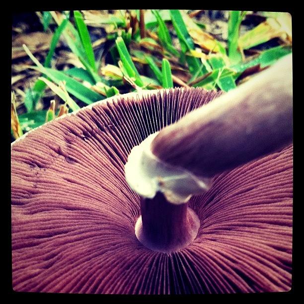 Mushroom Gills Photograph by Derek M
