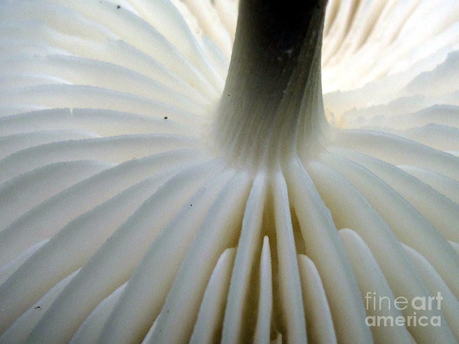 Mushroom Photograph - Mushroom Gills by Timothy Myles