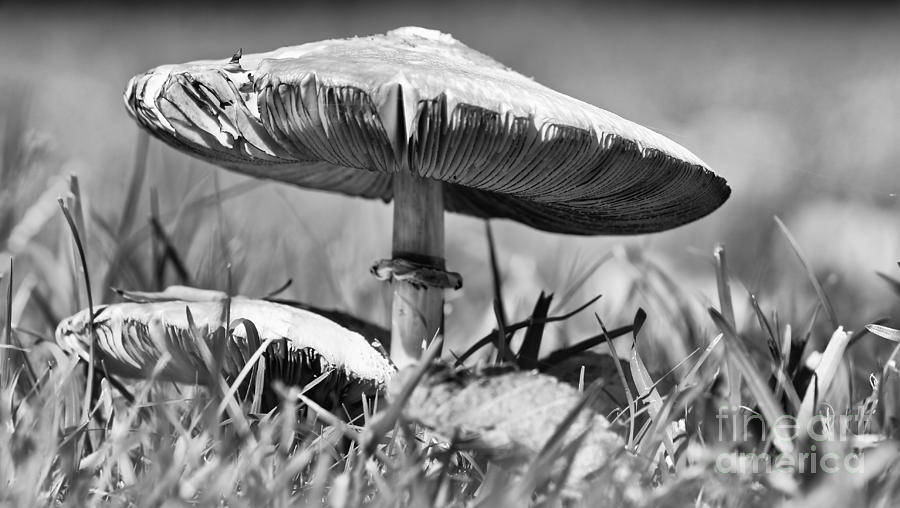 Mushroom In Black And White Photograph by David Cutts