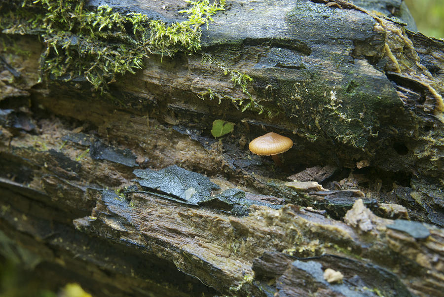 Mushroom in Hiding Photograph by Michael Peychich
