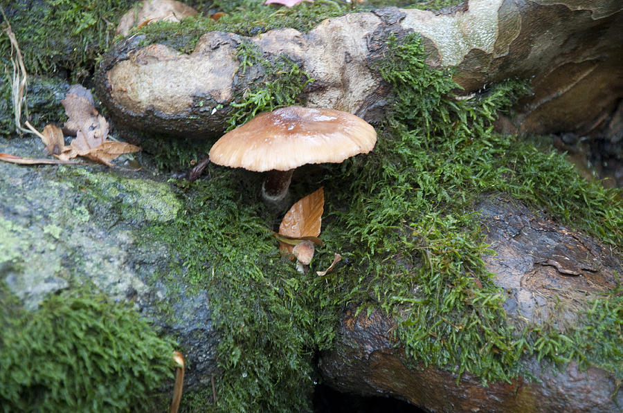 Mushroom Photograph - Mushroom in Moss by Bill Cannon