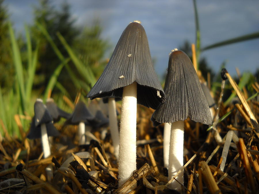 Mushroom Lovers Photograph by Kent Lorentzen