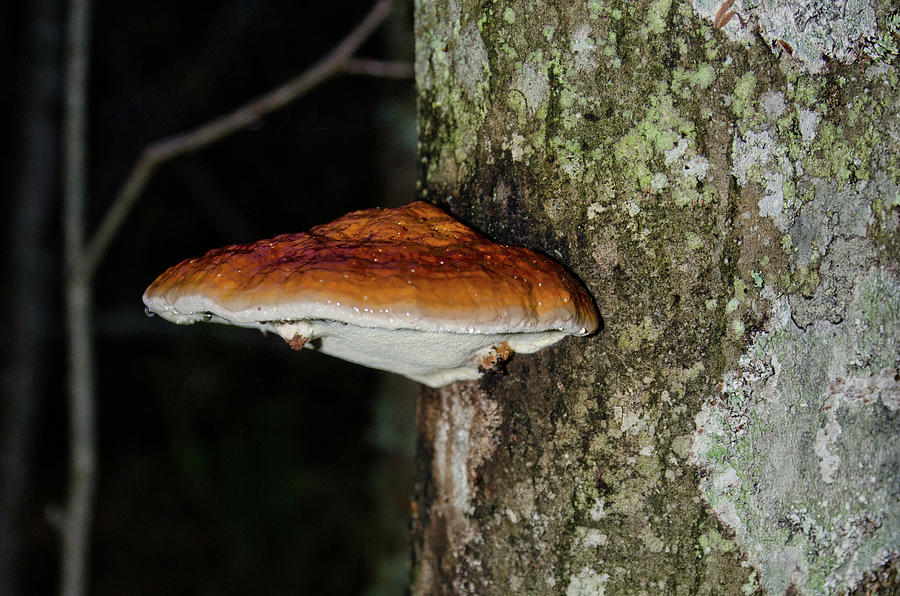 Mushroom Photograph by Michael Goyberg Mushroom Photograph by Michael Goyberg