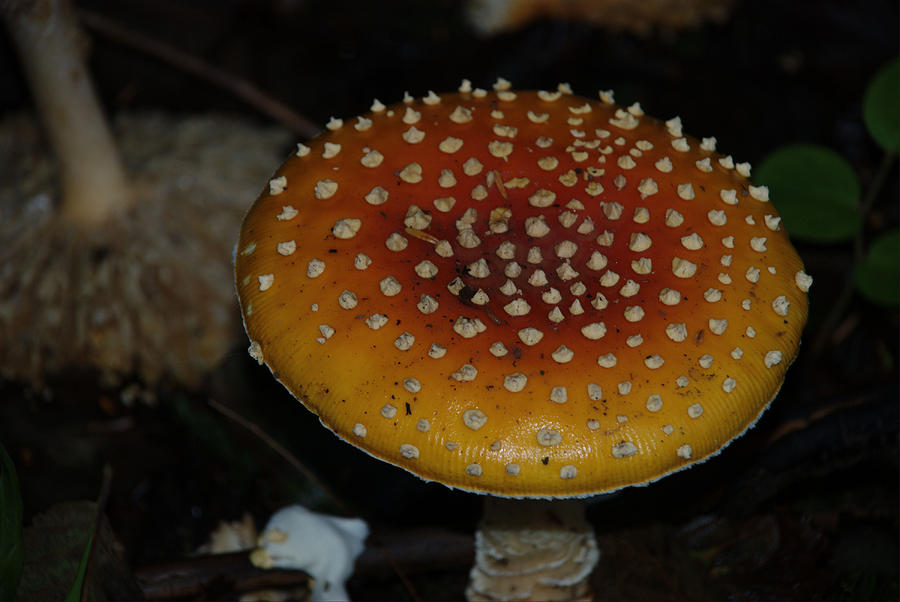Mushroom Photograph by Michael Merry