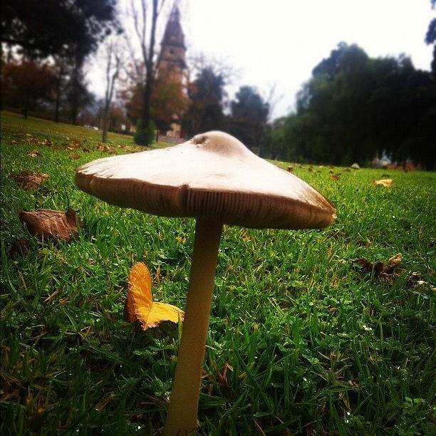 Nature Photograph - Mushroom On The Hill. #adelaide by Rhys Moult