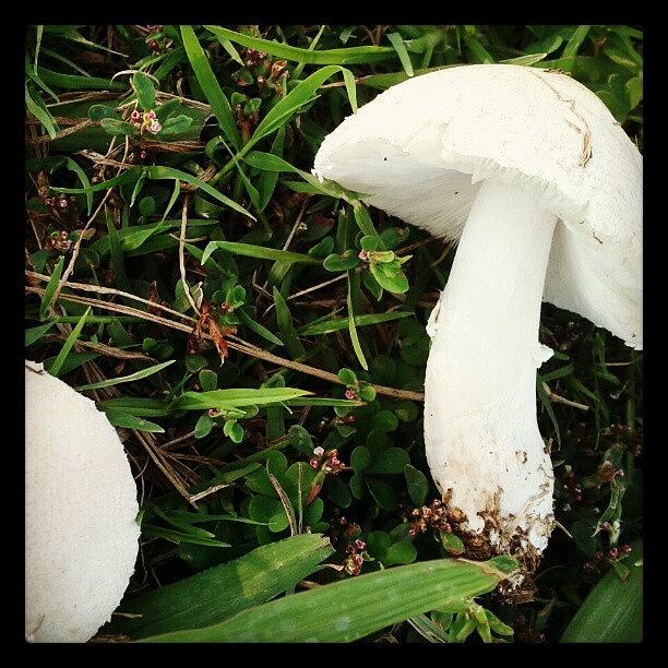 Mushroom! Photograph by Orlando Gonzalez 