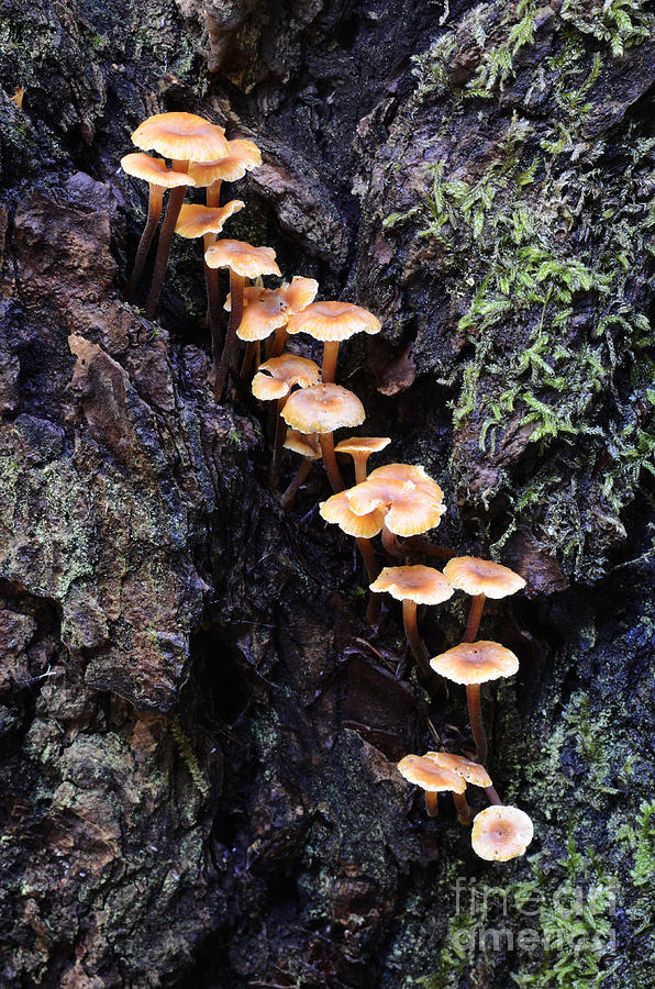 Mushroom Parade Photograph by Bob Christopher