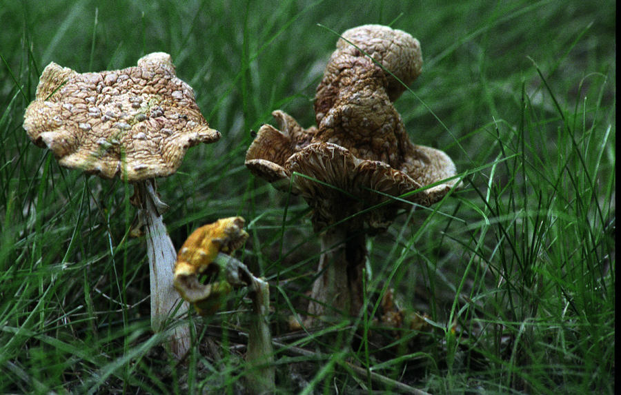 Mushroom Patch Photograph by Wanda Brandon