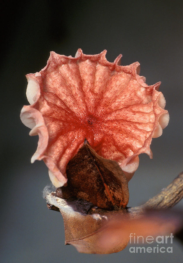 Mushroom Photograph - Mushroom by Science Source