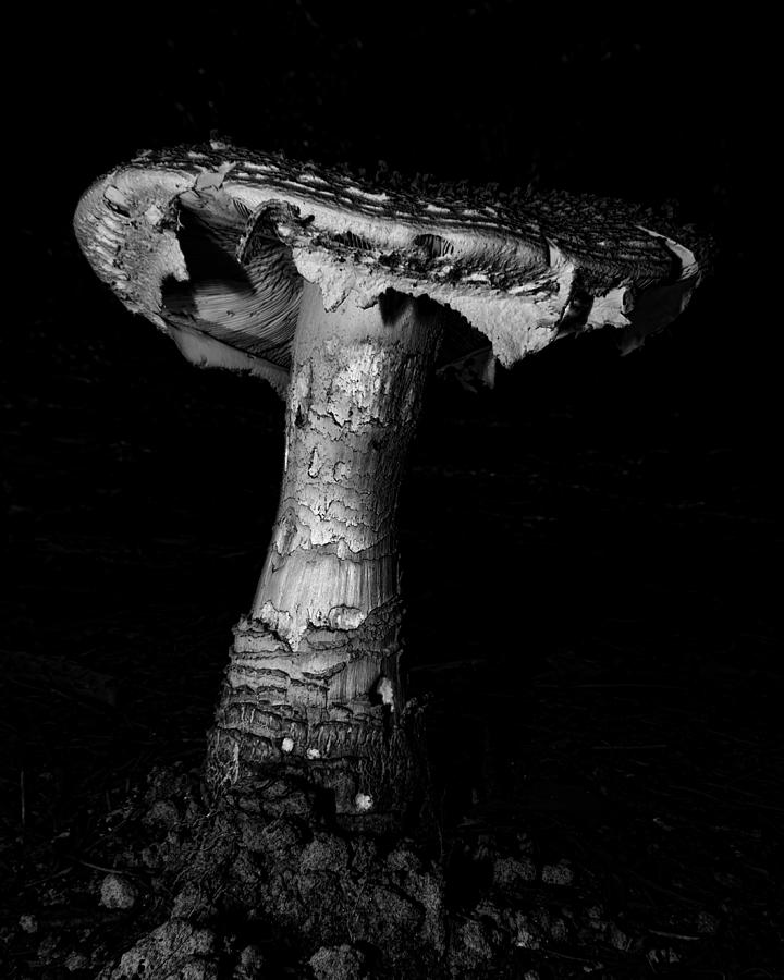 Mushroom Photograph by Steve Hurt