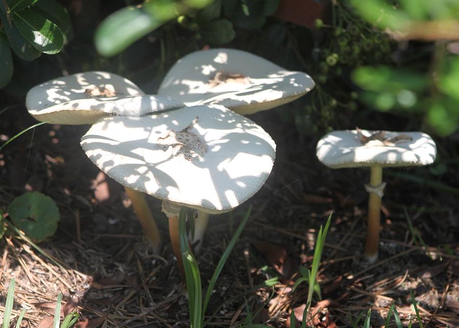 Mushroom Sun Patterns Photograph by Jeanne Juhos