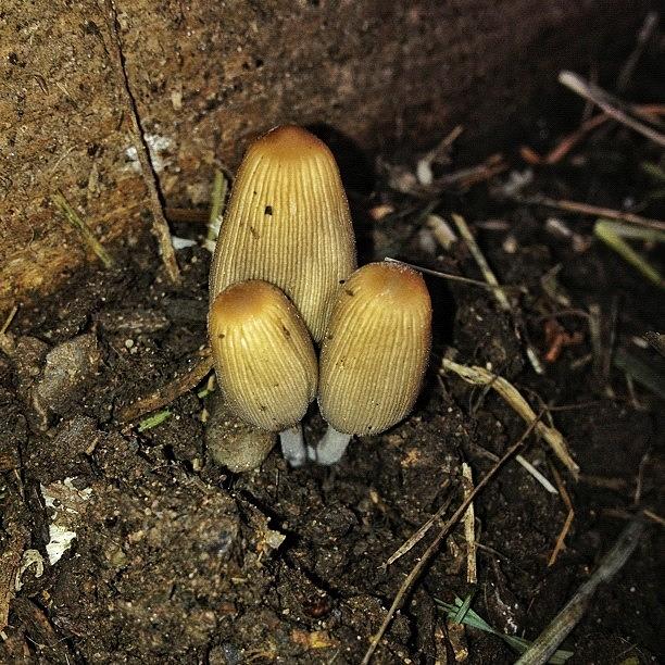 Mushroom Photograph - #mushroom #toadstool #fungi #fungus by Miss Wilkinson