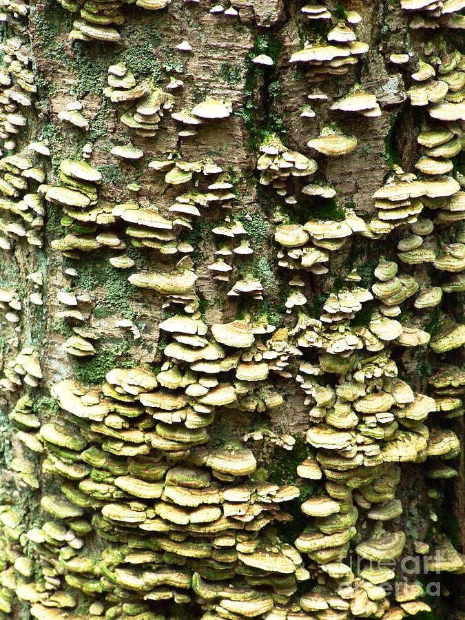 Mushroom Tree Photograph Photograph by Kristen Fox