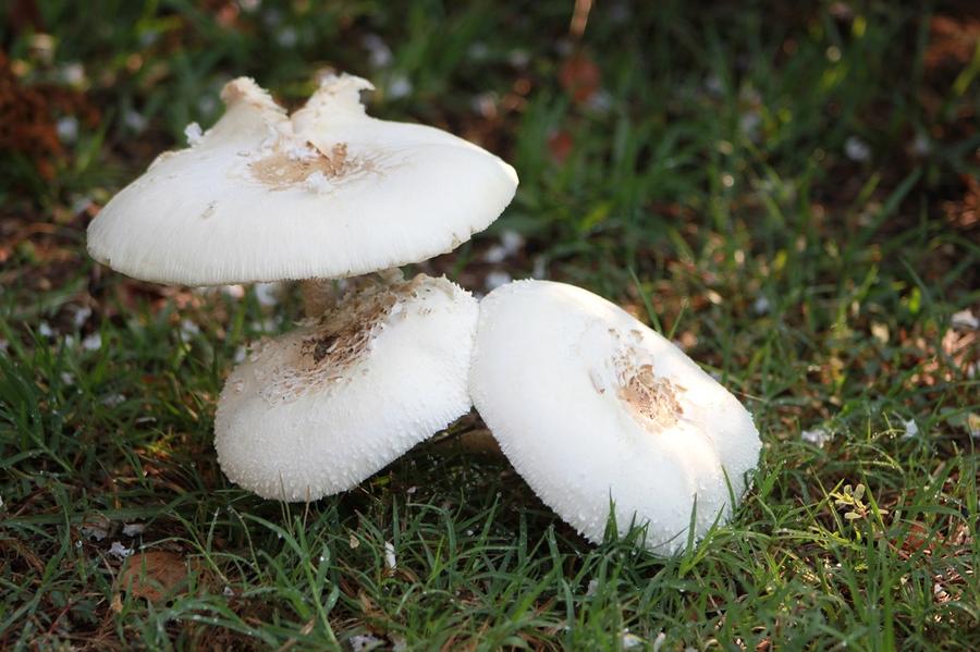 Mushroom Trio Photograph by Jeanne Juhos