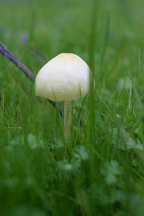 Mushroom Photograph - Mushroom Twig and Grass by C Ribet