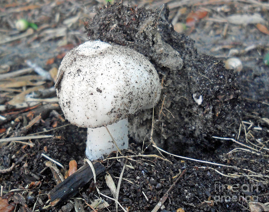 Mushroom Up Photograph by Doris Blessington