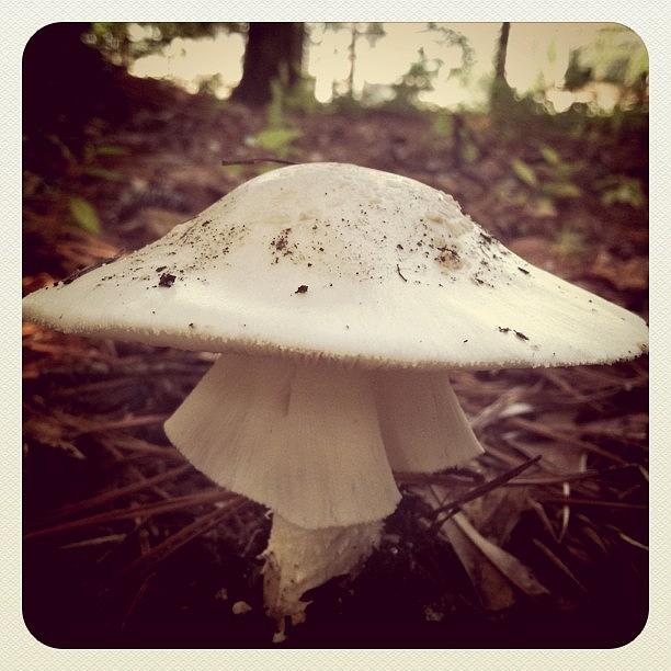 Mushroom Photograph - Mushroom W Skirt by Derek M