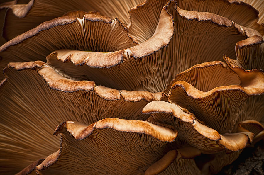 Mushroom Photograph - Mushroom Waves by Ivelina G