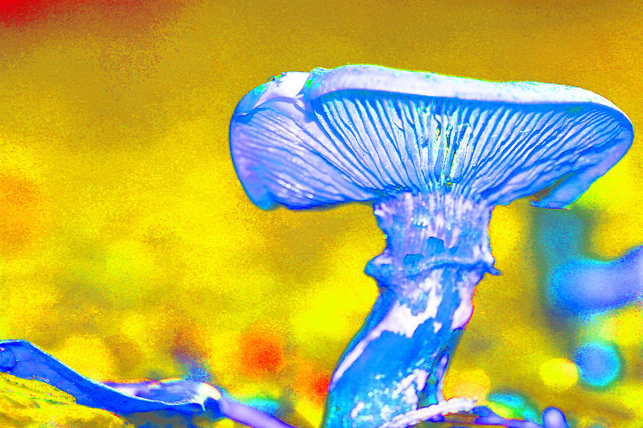 Mushroom Whimsy  Photograph by Marie Jamieson