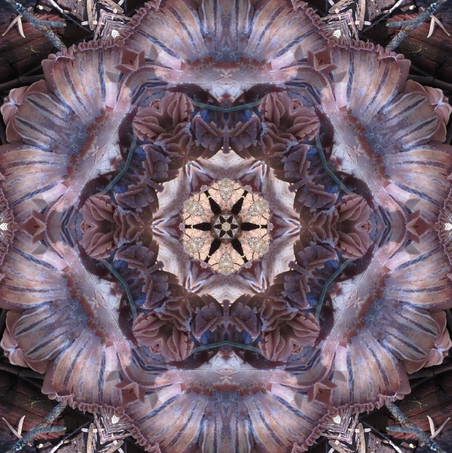 Mushroom with Star Center Digital Art by Trina Stephenson