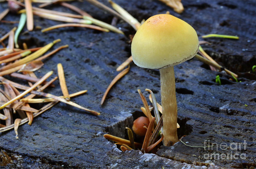 Mushrooms 1 Photograph by Bob Christopher